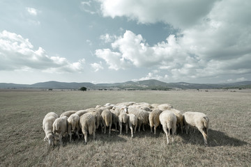 Obraz premium Styled countryside with sheep grazing in the meadow