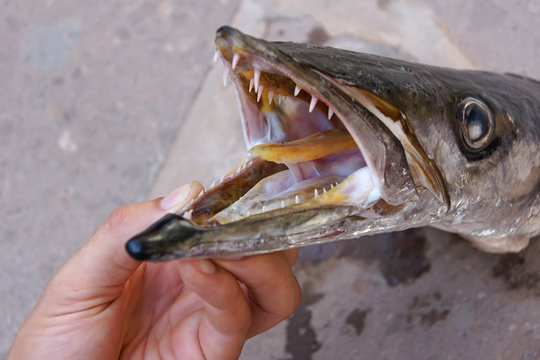 Barracuda Kiefer Zähne