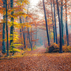 Foggy autumn forest