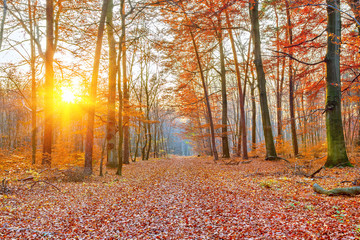 Sunset in the autumn forest