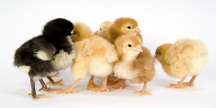 Huddling Chickens