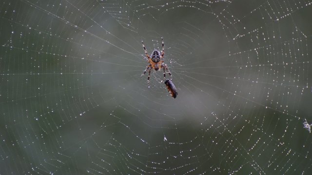 Cross Spider in wet net