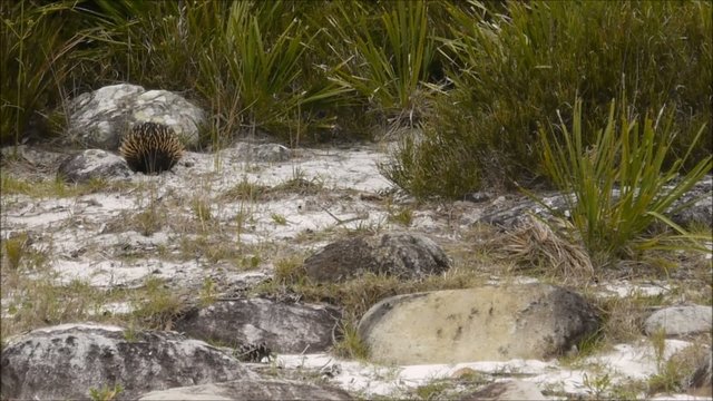 Australiens Ameisenigel