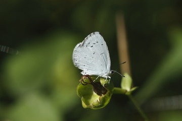 Papillon gris bleuté