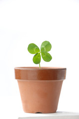 四つ葉のクローバー