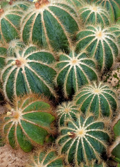 Naklejka na ściany i meble Eriocactus magnificent