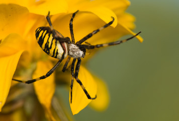 Wasp, Argiope bruennichi