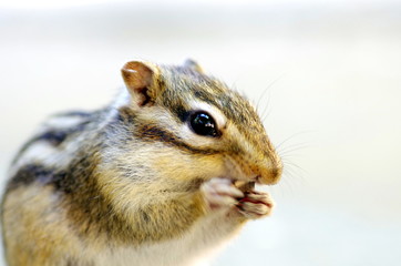 Obraz premium しまりす