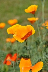 Fototapeta premium Escholzia