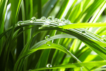 Panele Szklane  krople wody na zielonej trawie