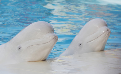 two beluga whales (white whale) in water © Alena Yakusheva