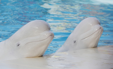 two beluga whales (white whale) in water