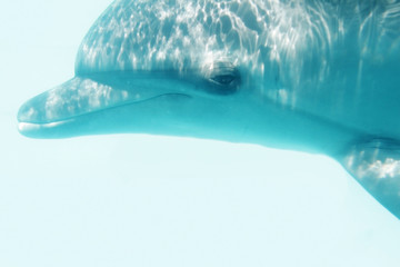 portrait sous-marin de grand dauphin