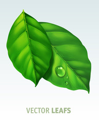 !leafs