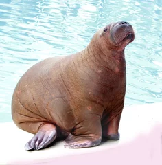 Peel and stick wall murals walrus in zoo