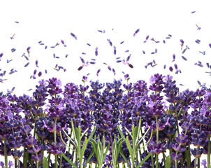 fresh lavender flowers on white