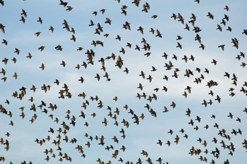 Common starling, Sturnus vulgaris