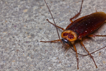 Close up cockroach on floor