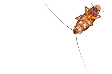 Close up of a death cockroach on white background