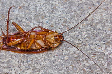 Close up of a death cockroach