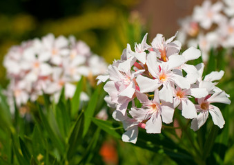 Nice oleander macro