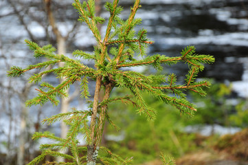fir bough