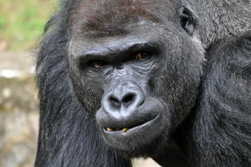 Gorilla