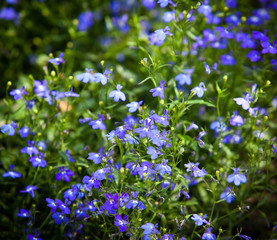 Fototapeta premium Blossoming garden flowers