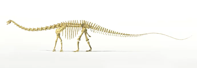 Fotobehang Dinosaurussen Diplodocus dinosaur full skeleton photo-realistc rendering.  © Pixelchaos