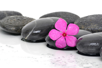 Obraz na płótnie Canvas Pink Flower Black Stones