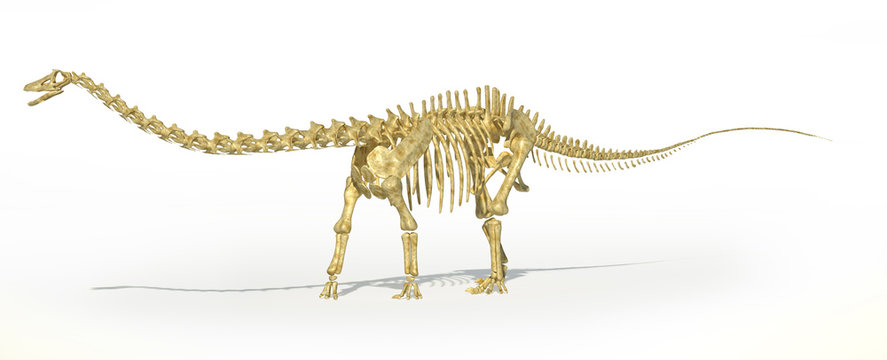 Diplodocus dinosaur full skeleton photo-realistc rendering. Pers