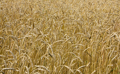 Wheat background