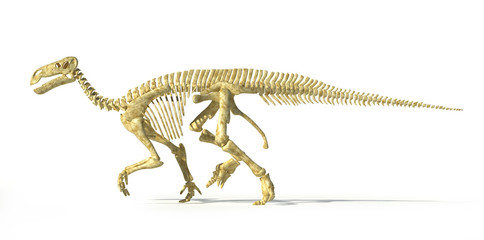 Iguanodon dinosaur full skeleton photo-realistic and scientifica