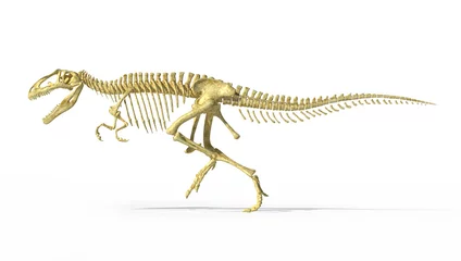 Fototapeten Gigantosaurus dinosaurus full photo-realistic skeleton, side vie © matis75