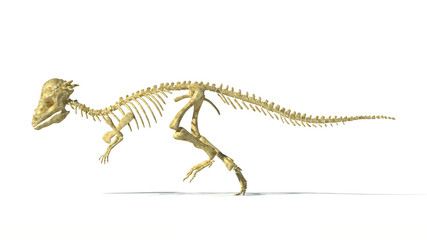 Pachycephalosaurus dinosaur, full photo-realistic skeleton, scie