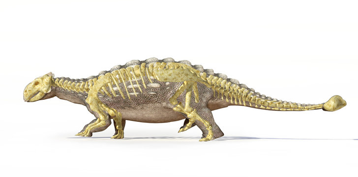 Photorealistic 3 D rendering of an Ankylosaurus, with full skele