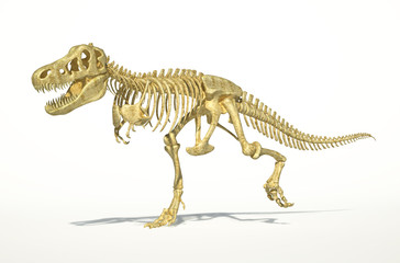 T-Rex dinosaur full skeleton, photo-realistic, scientifically co