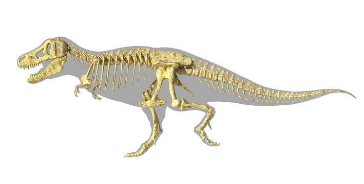 T-Rex dinosaur photo-realistic full skeleton, side view with bod