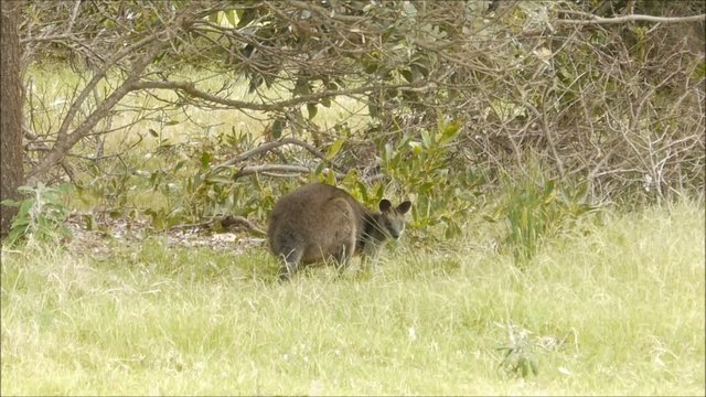 Australiens Wallabys