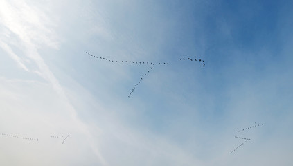 Geese flying in formation in summer