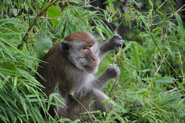 father macaque