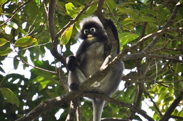 Obraz premium gibbon