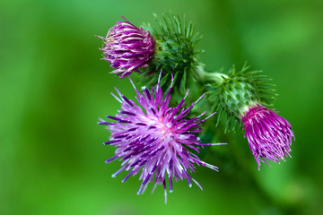 Purple thistle flowers on green background