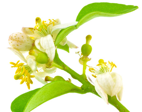 fleurs d'agrume
