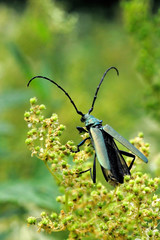 Musk beetle