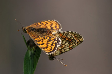 Small Pearl-bordered Fritillary