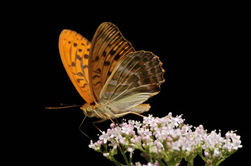 Silver-washed Fritillary
