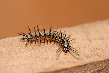 Caterpillar macro