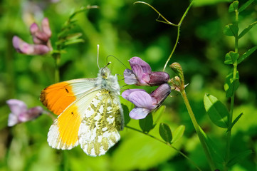 Fototapeta premium Male orange tip