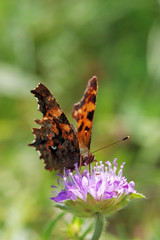 Obraz na płótnie Canvas Comma Butterfly